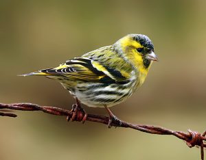 Siskin