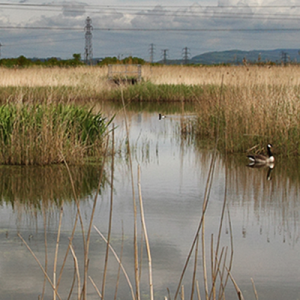 NWR 400 X 400 Gwent Ornithological Society