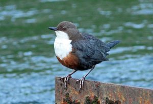 Dipper