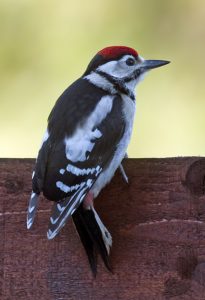 Great Spotted Woodpecker