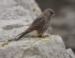 Kestrel