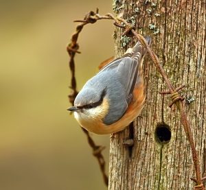 Nuthatch