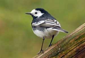 Pied Wagtail