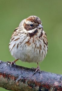 Reed Bunting