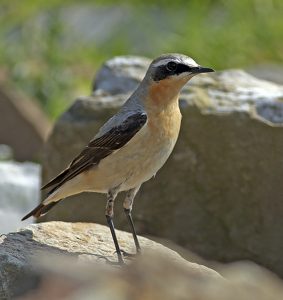 Wheatear