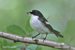 Outdoor Event - RSPB Gwenffrwd Dinas @ RSPB Dinas