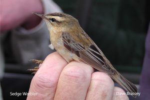 Outdoor Event- NWR Uskmouth Bird Ringing @ NWR Uskmouth RSPB center