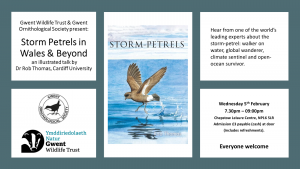 Indoor Event - Storm Petrels in Wales and Beyond by DR Rob Thomas @ Chepstow Leisure Center